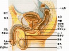 男人“命根子”是否健康 就看湿疣疱疹尺寸(图)
