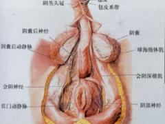 生殖整形并非越大越好