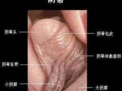 阳痿介绍及生理