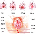 什么是龟头炎