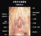 女性外生殖性(性欲障碍)图