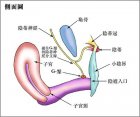 女人性交障碍在哪？