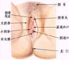 女性朋友们应该真正了解它！