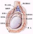 男性功能障碍