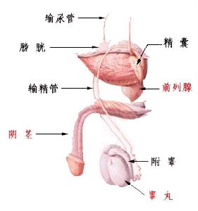 湿疣疱疹