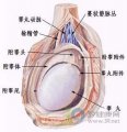 湿疣疱疹 基础教育百科