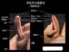 生殖整形,生殖整形图片,生殖整形大小,正常生殖整形