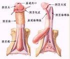  [图文] 生殖整形