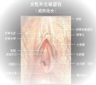 女性外生殖器,女性外阴图