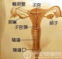 处女性膜是什么样的