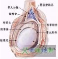 湿疣疱疹异常 三种情况